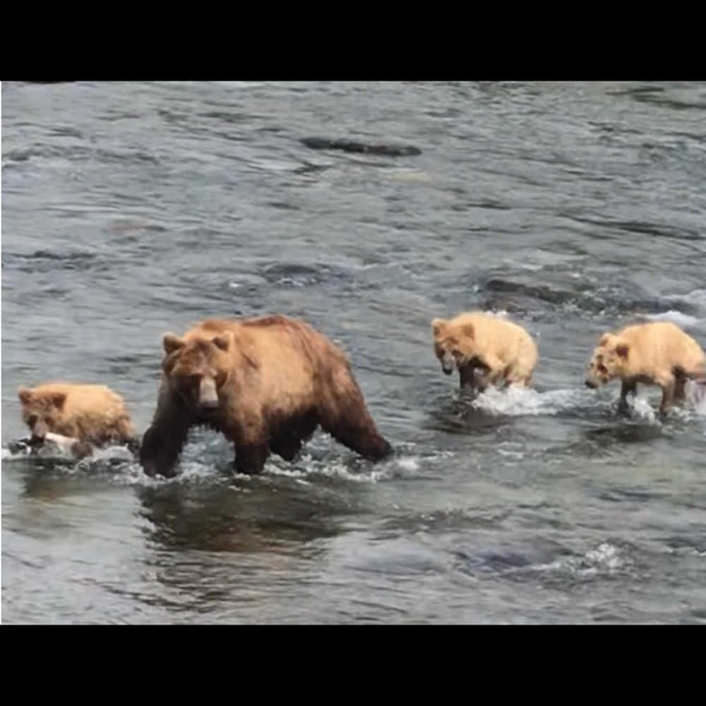 Meet your Posher, MamaBearGrizzly